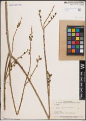 Foto von Salix elbursensis Boiss.